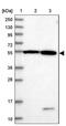 DEP Domain Containing 4 antibody, PA5-58735, Invitrogen Antibodies, Western Blot image 