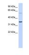 Retroviral-like aspartic protease 1 antibody, orb325820, Biorbyt, Western Blot image 