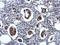 Zinc Finger Protein 133 antibody, GTX114896, GeneTex, Immunohistochemistry paraffin image 