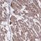 C15orf65 antibody, NBP2-38100, Novus Biologicals, Immunohistochemistry paraffin image 