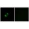 Mitochondrial Ribosomal Protein S21 antibody, PA5-50055, Invitrogen Antibodies, Immunofluorescence image 