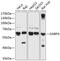 GA Binding Protein Transcription Factor Subunit Alpha antibody, GTX64581, GeneTex, Western Blot image 