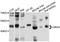 Histamine H4 receptor antibody, STJ112190, St John