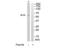 Alkaline Phosphatase, Biomineralization Associated antibody, TA311780, Origene, Western Blot image 