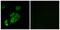 Contactin 5 antibody, abx014395, Abbexa, Immunocytochemistry image 