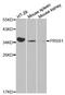 Serine Protease 1 antibody, MBS127064, MyBioSource, Western Blot image 