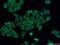 SMG9 Nonsense Mediated MRNA Decay Factor antibody, 24797-1-AP, Proteintech Group, Immunofluorescence image 