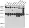 BAP antibody, 19-397, ProSci, Western Blot image 