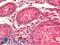 SRY-Box 13 antibody, LS-B11901, Lifespan Biosciences, Immunohistochemistry paraffin image 