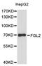Fibroleukin antibody, LS-C748784, Lifespan Biosciences, Western Blot image 