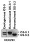 Protein OS-9 antibody, NB100-519, Novus Biologicals, Western Blot image 