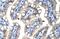 Zinc Finger Protein 785 antibody, PA5-41223, Invitrogen Antibodies, Immunohistochemistry paraffin image 