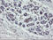 MAF BZIP Transcription Factor B antibody, LS-C175228, Lifespan Biosciences, Immunohistochemistry frozen image 