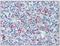 Selectin P antibody, AM05567PU-N, Origene, Immunohistochemistry frozen image 