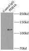 Phosphodiesterase 4A antibody, FNab06253, FineTest, Immunoprecipitation image 