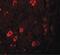 Zinc Finger And BTB Domain Containing 3 antibody, PA5-21083, Invitrogen Antibodies, Immunofluorescence image 