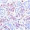 Phosphoserine, Phosphothreonine, Phosphotyrosine antibody, ADI-905-522-1, Enzo Life Sciences, Immunohistochemistry paraffin image 