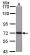 DNA repair and recombination protein RAD54-like antibody, GTX100624, GeneTex, Western Blot image 