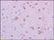 HTR1A antibody, 251494, Abbiotec, Immunohistochemistry paraffin image 