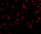 Kinesin Family Member 5A antibody, LS-B2714, Lifespan Biosciences, Immunofluorescence image 