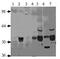 P2A antibody, PA1-31139, Invitrogen Antibodies, Western Blot image 