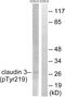 Claudin 3 antibody, PA5-37526, Invitrogen Antibodies, Western Blot image 
