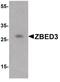 Zinc Finger BED-Type Containing 3 antibody, PA5-20733, Invitrogen Antibodies, Western Blot image 