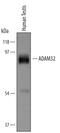 ADAM Metallopeptidase Domain 32 antibody, AF5380, R&D Systems, Western Blot image 