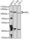 Nucleolin antibody, A00228-3, Boster Biological Technology, Western Blot image 