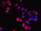Delta Like Non-Canonical Notch Ligand 1 antibody, orb240319, Biorbyt, Immunofluorescence image 