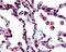 Free Fatty Acid Receptor 2 antibody, 48-293, ProSci, Immunohistochemistry paraffin image 