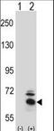 Bardet-Biedl syndrome 4 protein antibody, LS-C100183, Lifespan Biosciences, Western Blot image 