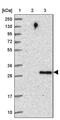 PICALM Interacting Mitotic Regulator antibody, PA5-62098, Invitrogen Antibodies, Western Blot image 