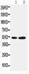 SBP1 antibody, LS-C313315, Lifespan Biosciences, Western Blot image 