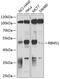 RNA Binding Motif Single Stranded Interacting Protein 1 antibody, 18-932, ProSci, Western Blot image 