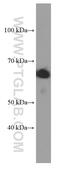 Syntaxin-binding protein 2 antibody, 66238-1-Ig, Proteintech Group, Western Blot image 