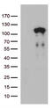 Lebercilin LCA5 antibody, TA812742S, Origene, Western Blot image 