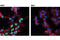 High mobility group protein HMG-I/HMG-Y antibody, 12094S, Cell Signaling Technology, Immunocytochemistry image 