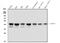 Heterogeneous Nuclear Ribonucleoprotein D antibody, M09982-1, Boster Biological Technology, Western Blot image 