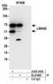 Vesicular integral-membrane protein VIP36 antibody, A305-445A, Bethyl Labs, Immunoprecipitation image 