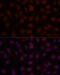 CD34 antibody, 15-272, ProSci, Immunofluorescence image 