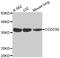 Coiled-Coil Domain Containing 50 antibody, MBS129434, MyBioSource, Western Blot image 