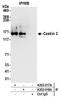 CASK Interacting Protein 2 antibody, A303-018A, Bethyl Labs, Immunoprecipitation image 