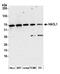 2-Hydroxyacyl-CoA Lyase 1 antibody, NBP2-59103, Novus Biologicals, Western Blot image 