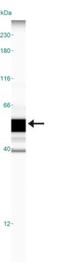 C-C Motif Chemokine Receptor 10 antibody, NB100-56319, Novus Biologicals, Western Blot image 