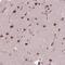 ELL-associated factor 1 antibody, NBP2-49604, Novus Biologicals, Immunohistochemistry frozen image 