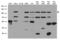 Neurotrophic Receptor Tyrosine Kinase 1 antibody, LS-C800119, Lifespan Biosciences, Western Blot image 