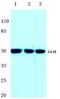 Carbonic Anhydrase 9 antibody, A01083-1, Boster Biological Technology, Western Blot image 