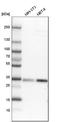 Lectin, Mannose Binding 2 Like antibody, HPA026600, Atlas Antibodies, Western Blot image 