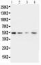 Stromelysin-2 antibody, PA1380, Boster Biological Technology, Western Blot image 